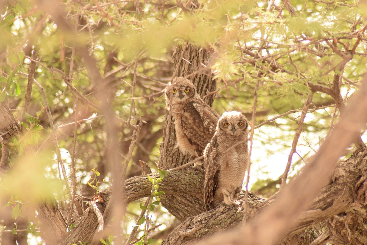 Spotted Eagle-Owl - ML642016572