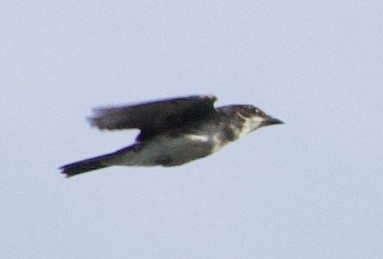 Eastern Kingbird - ML642016573