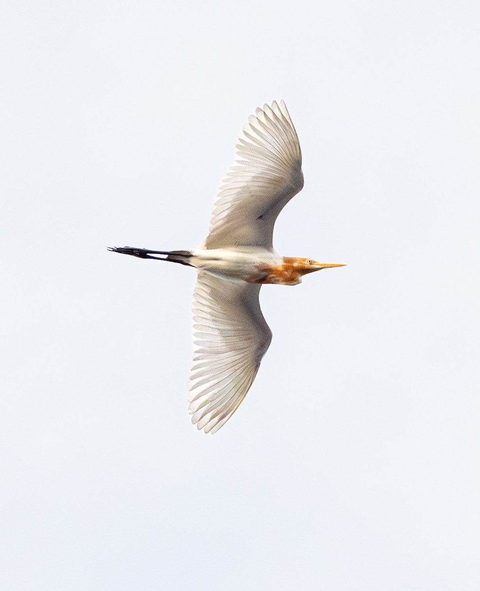 Eastern Cattle-Egret - ML642016581