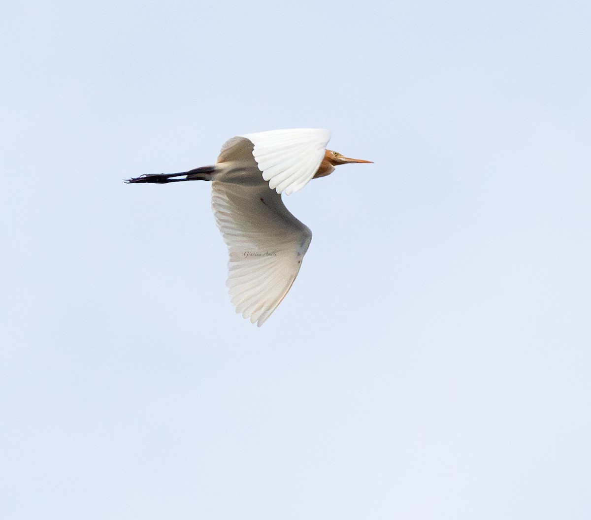 Eastern Cattle-Egret - ML642016582