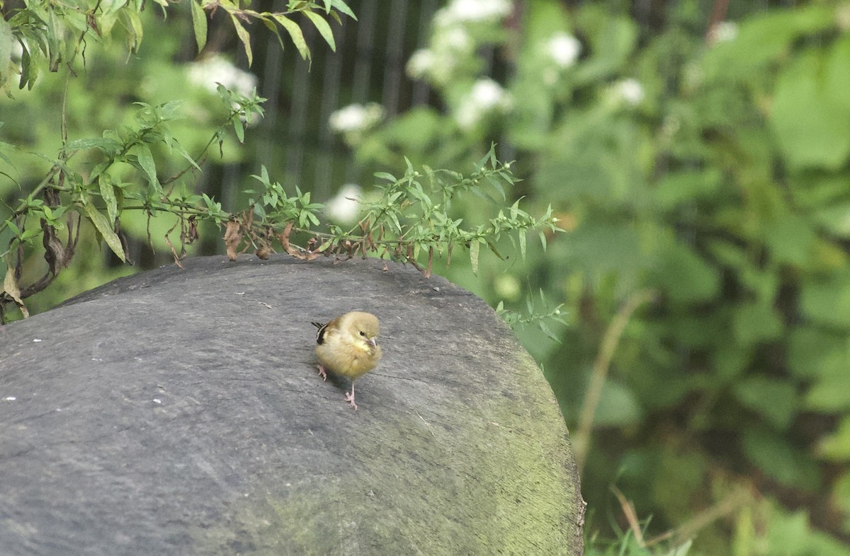 American Goldfinch - ML642016583