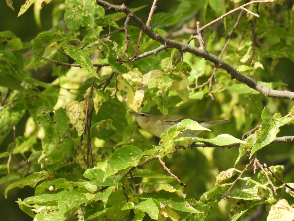 Tennessee Warbler - ML642016584