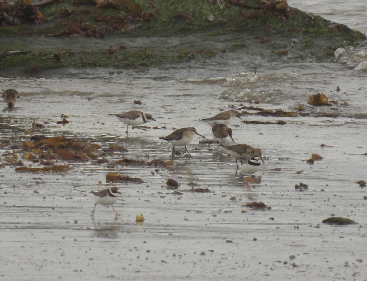 Curlew Sandpiper - ML642016587