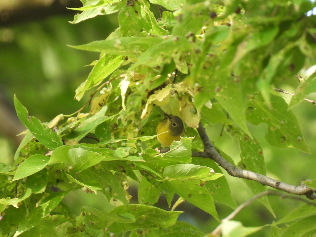 Nashville Warbler - ML642016588