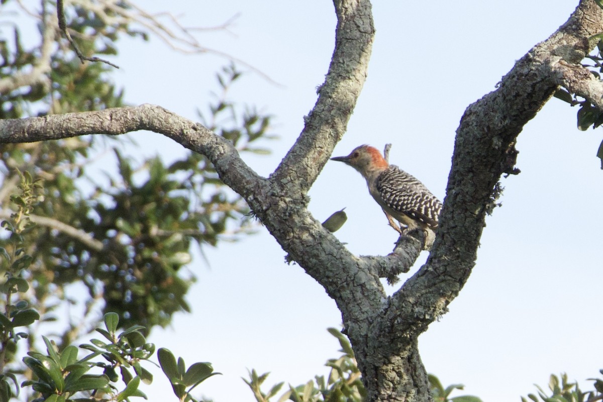 Red-bellied Woodpecker - ML642016589