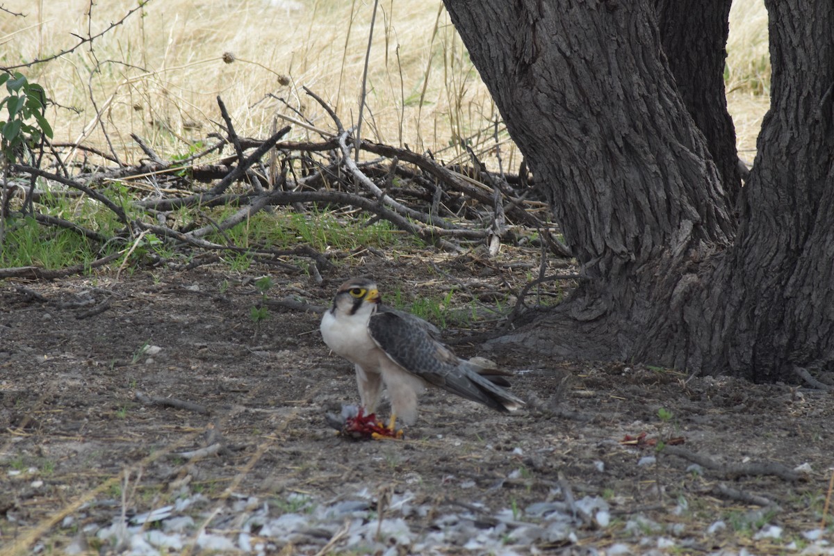 Lanner Falcon - ML642016592