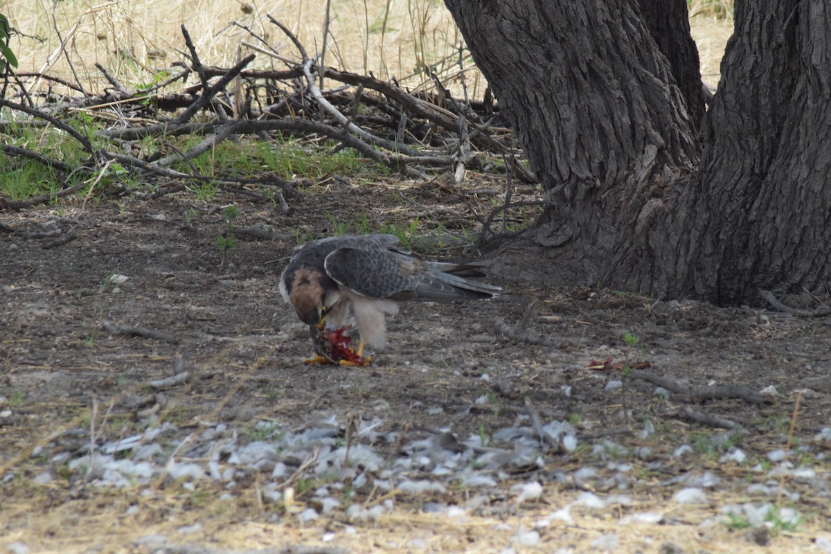 Red-necked Falcon - ML642016593