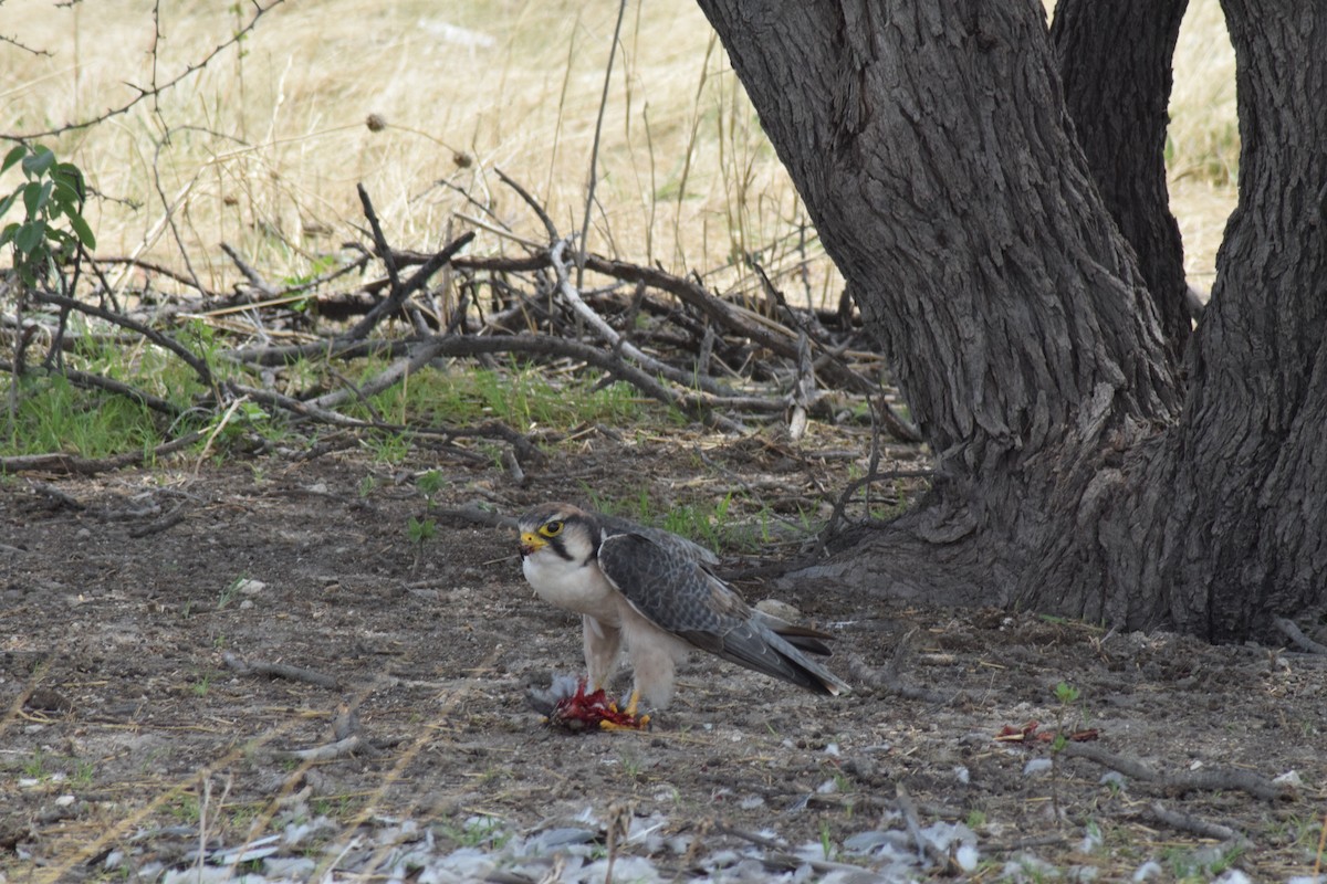 Red-necked Falcon - ML642016594