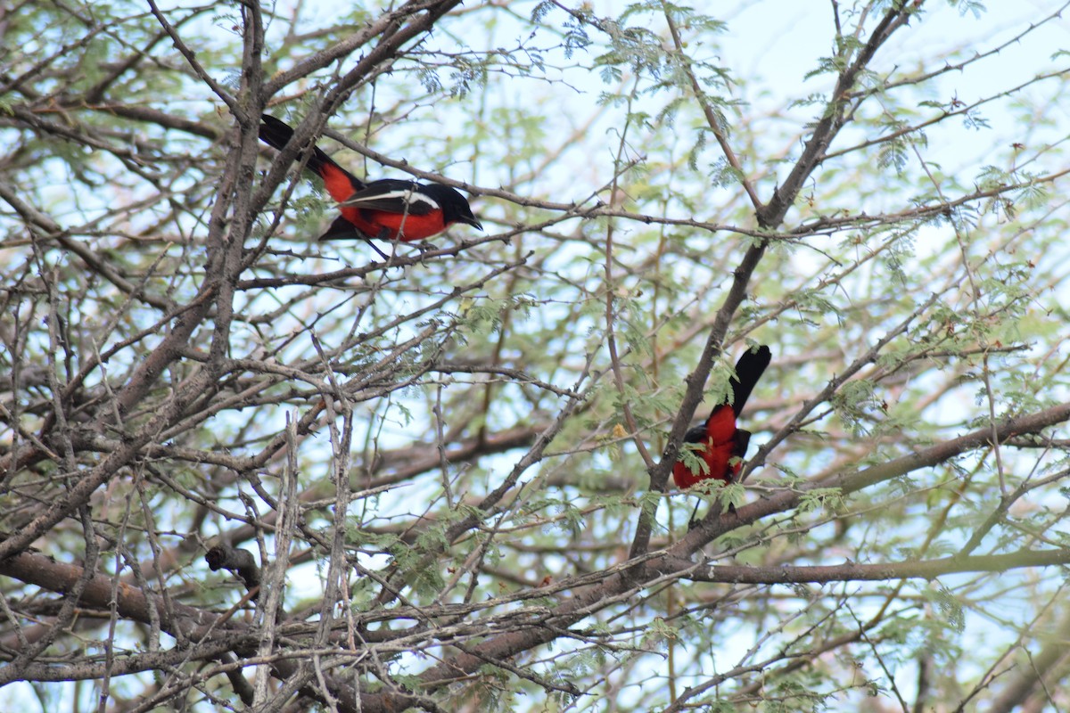 Crimson-breasted Gonolek - ML642016601