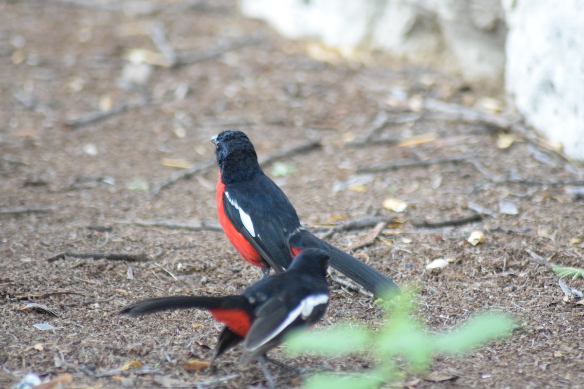 Crimson-breasted Gonolek - ML642016602