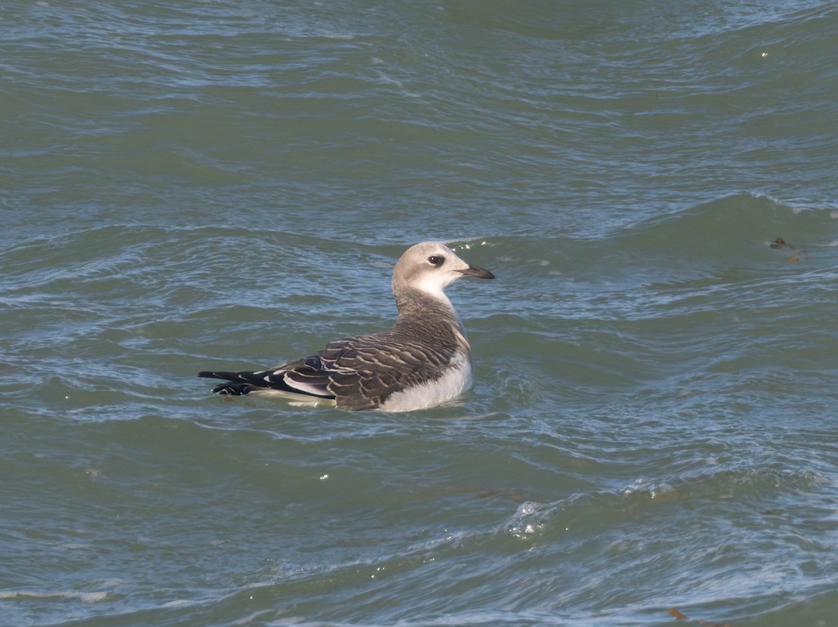 Mouette de Sabine - ML642016606
