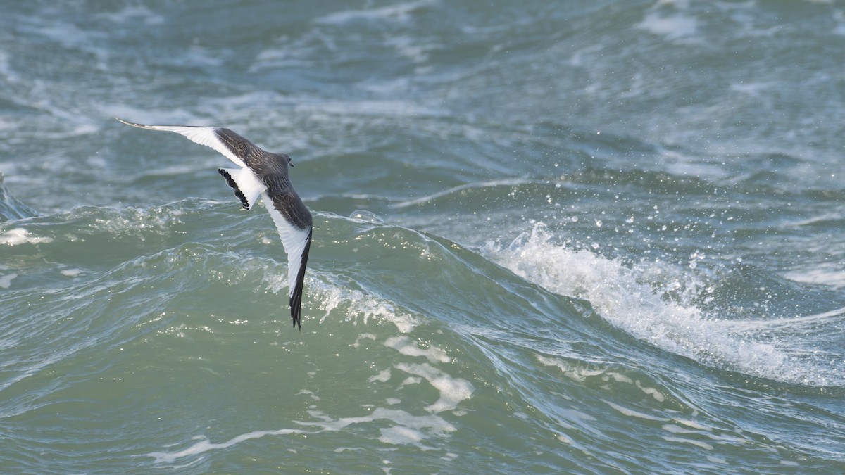 Mouette de Sabine - ML642016608