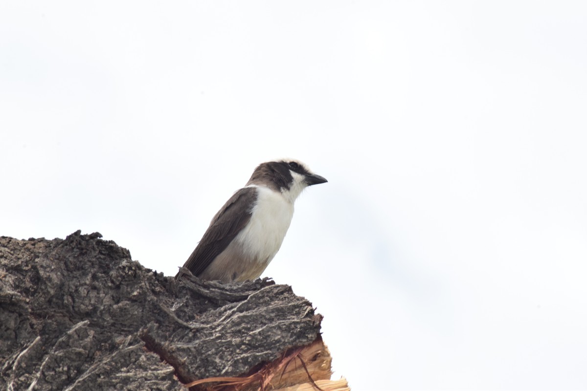 White-crowned Shrike - ML642016617