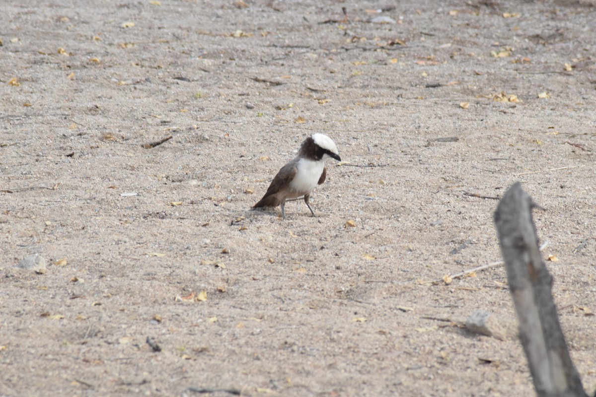 White-crowned Shrike - ML642016625