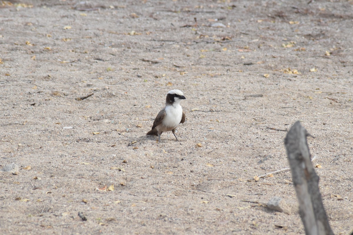 White-crowned Shrike - ML642016626