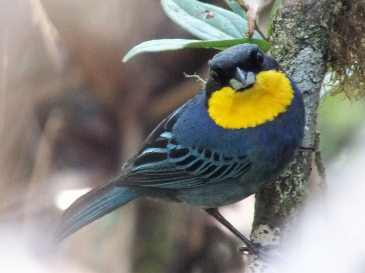 Purplish-mantled Tanager - ML642016629