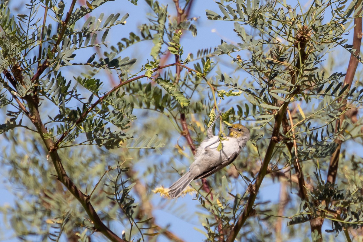 Verdin - ML642016630