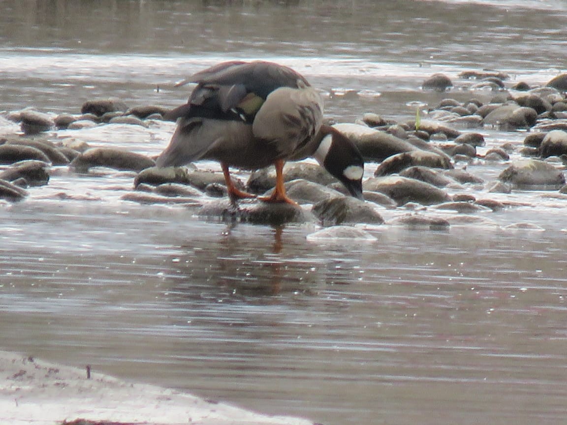 Spectacled Duck - ML642016631