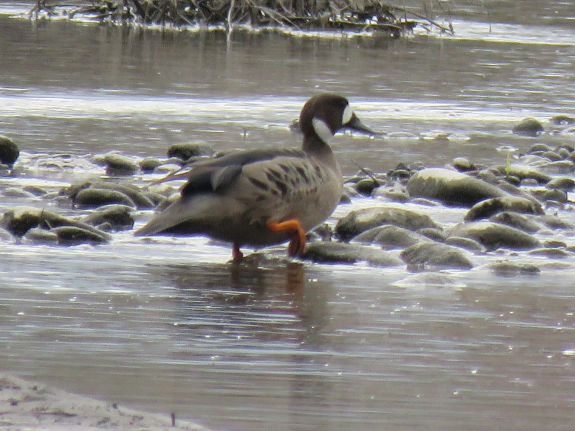 Spectacled Duck - ML642016632