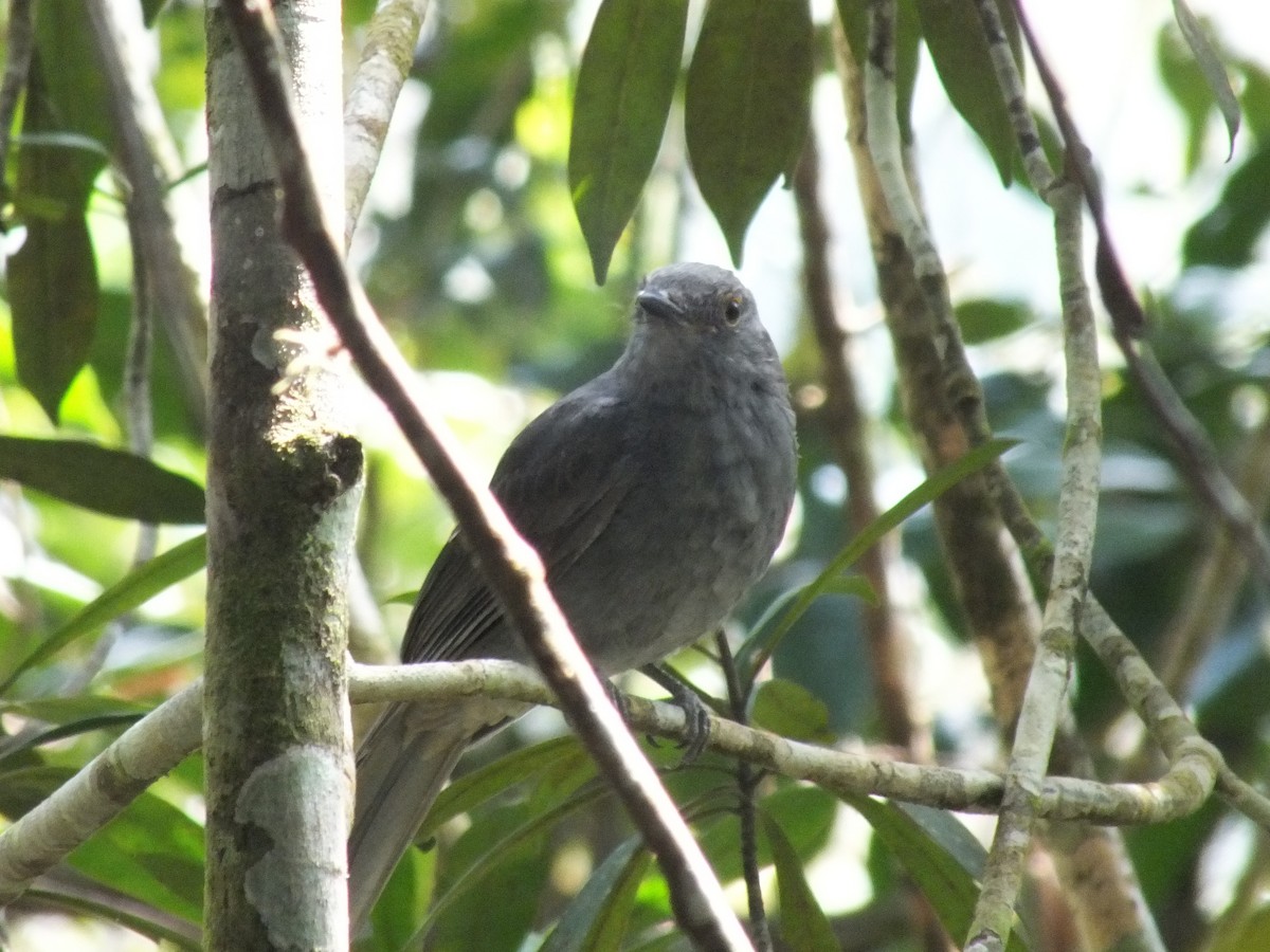 Chestnut-capped Piha - ML642016640