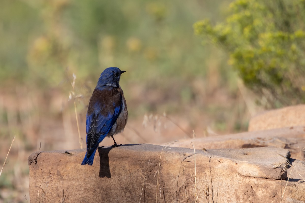 Western Bluebird - ML642016641