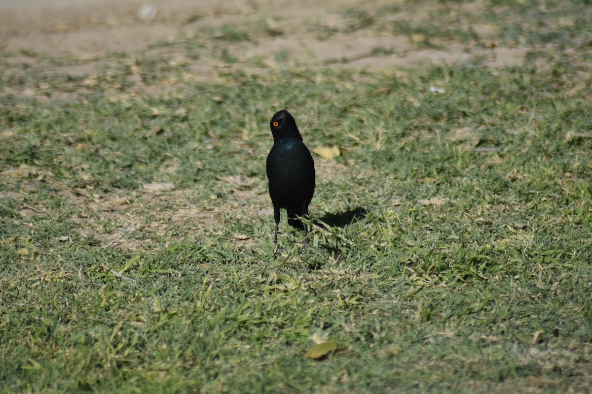Cape Starling - ML642016647