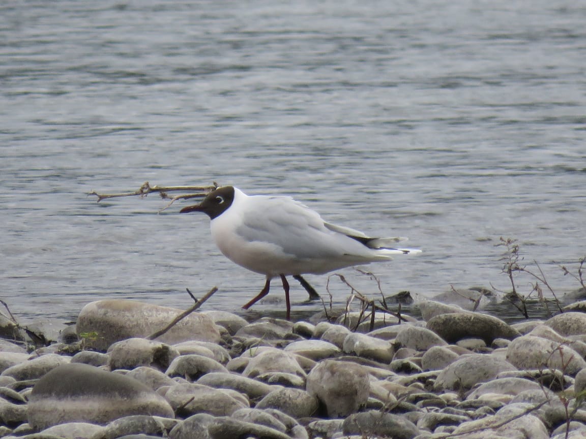 Brown-hooded Gull - ML642016652