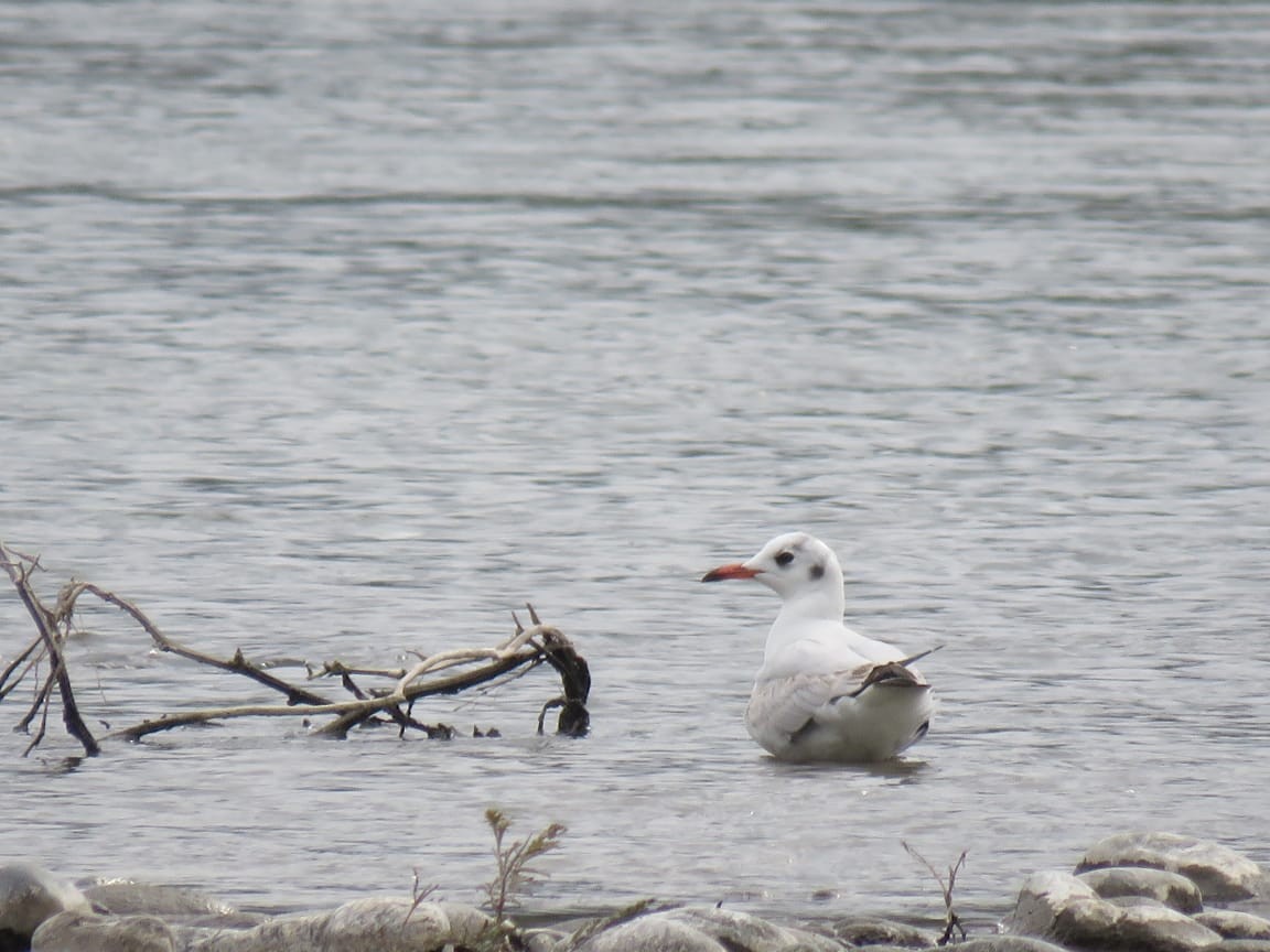 Andean Gull - ML642016653