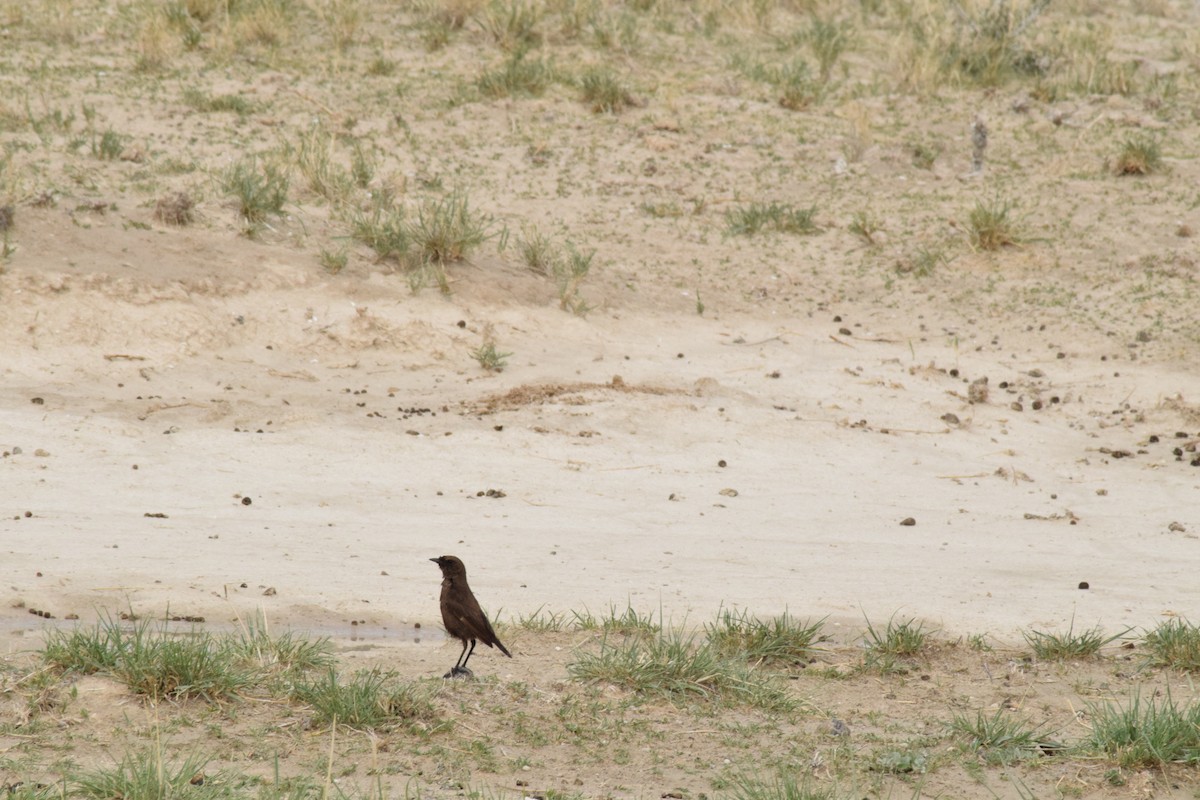 Southern Anteater-Chat - ML642016666