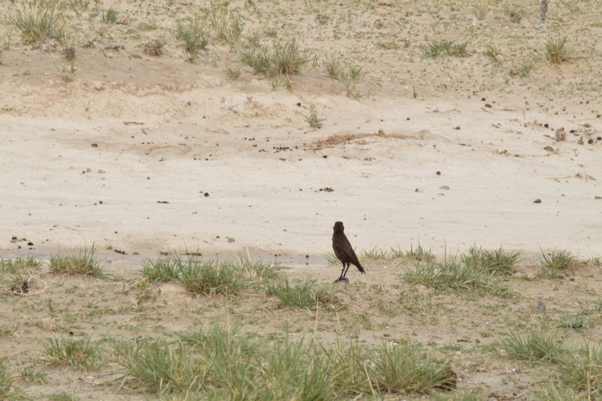 Southern Anteater-Chat - ML642016667