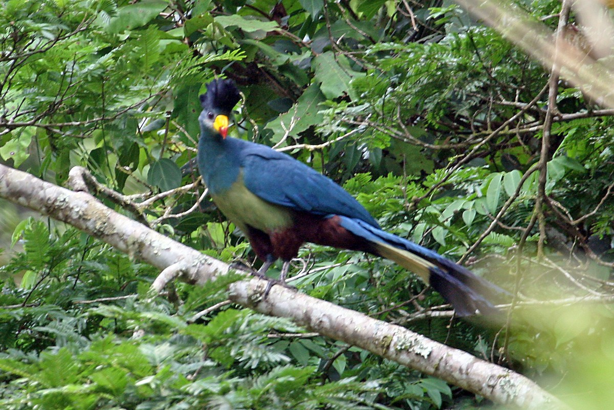 Turaco Gigante - ML642016675