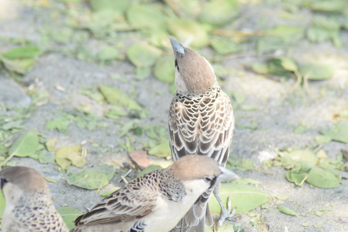 Sociable Weaver - ML642016677