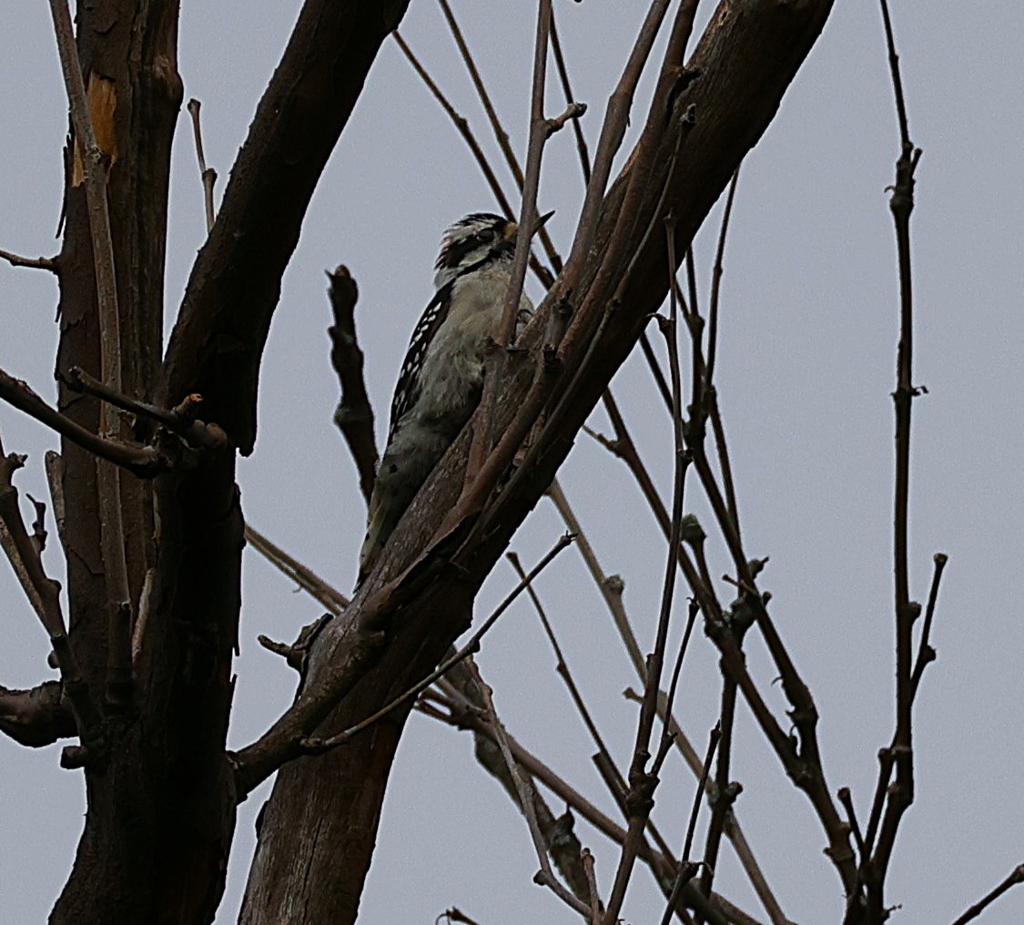 Downy Woodpecker - ML642016702
