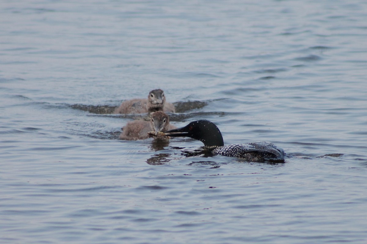 Common Loon - ML642016705