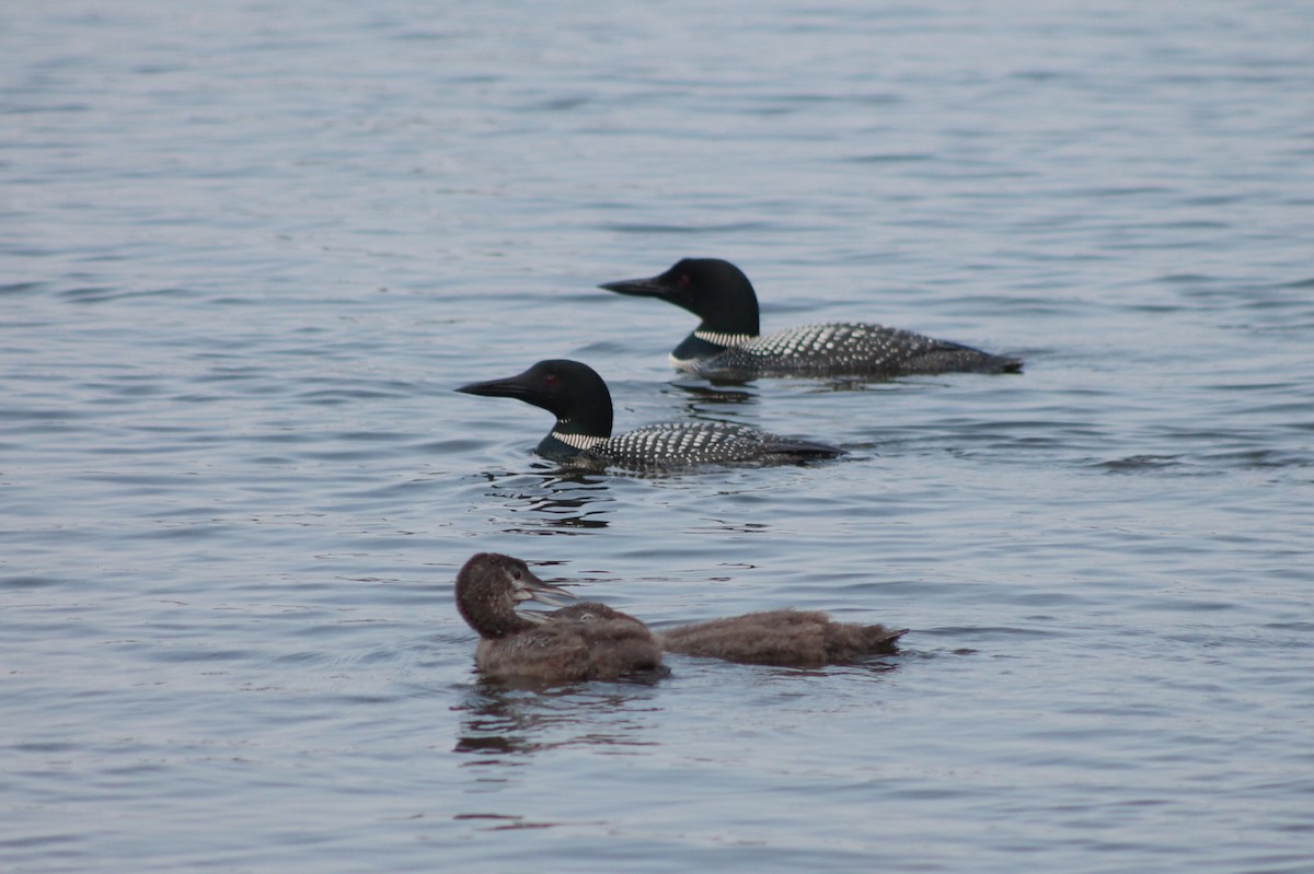 Common Loon - ML642016707