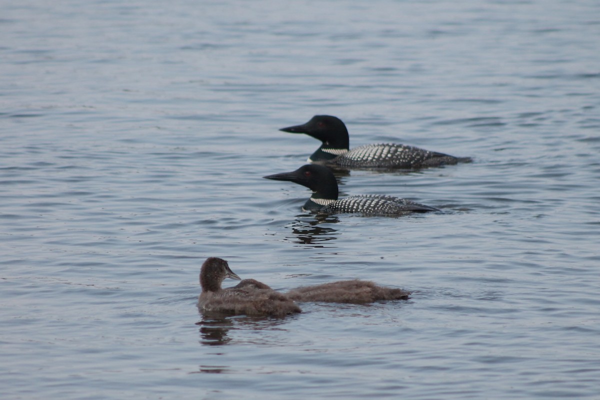 Common Loon - ML642016709