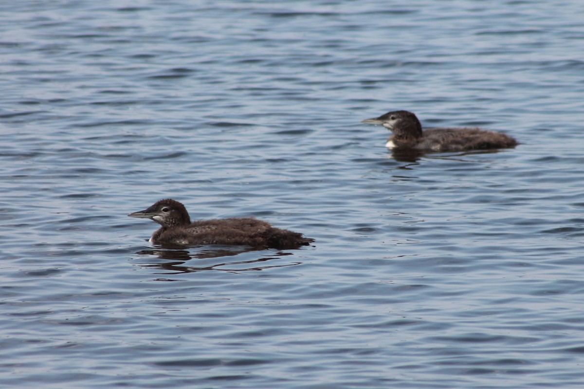 Common Loon - ML642016711