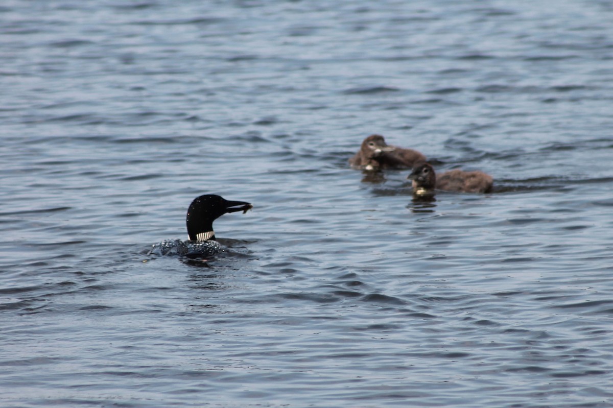 Common Loon - ML642016712