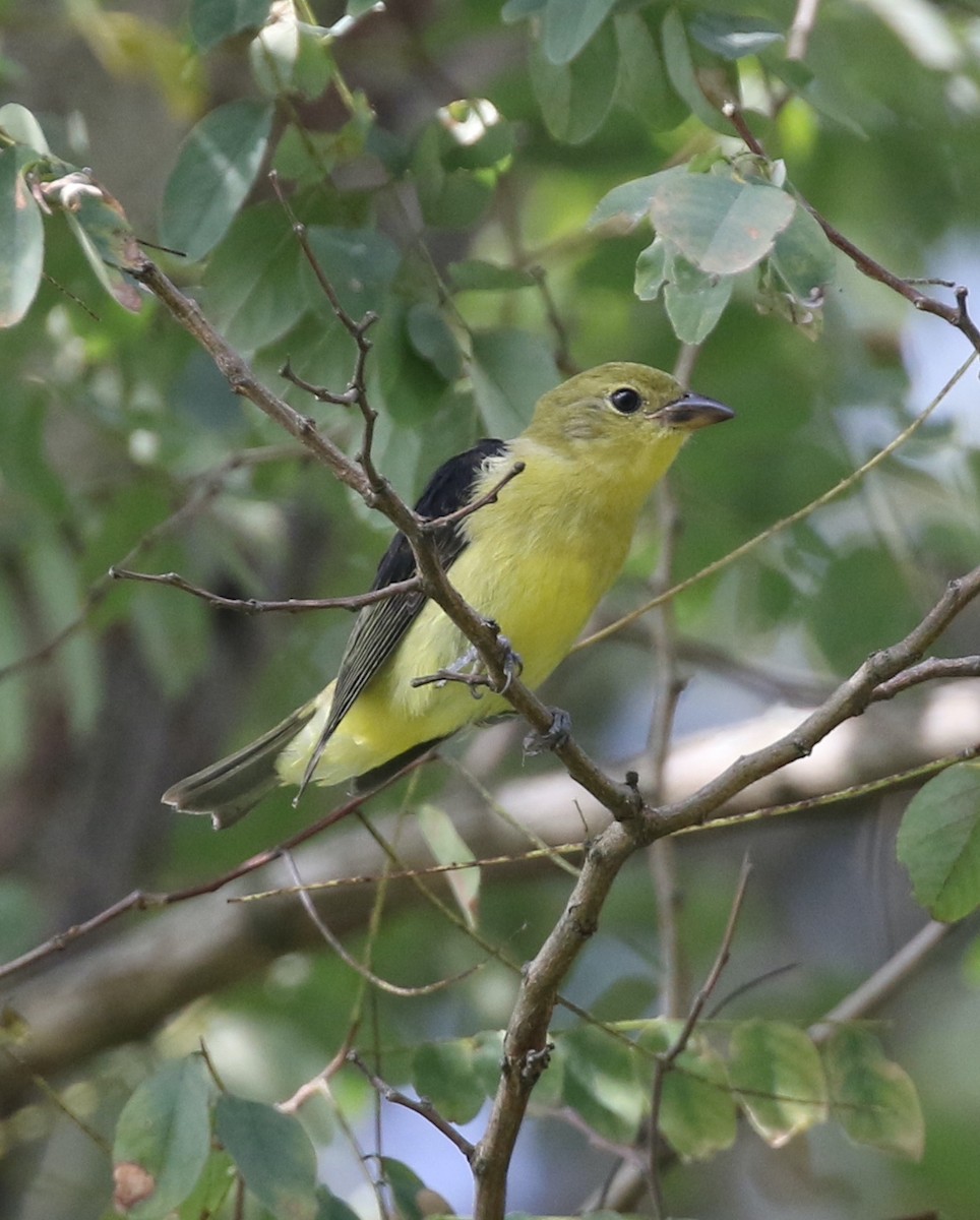 Scarlet Tanager - ML642016717