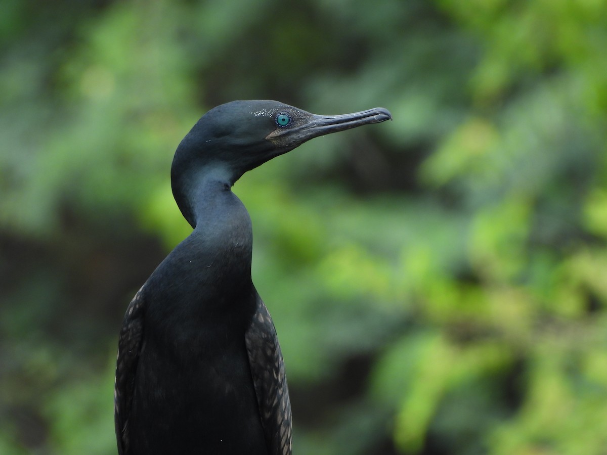 Indian Cormorant - ML642016719