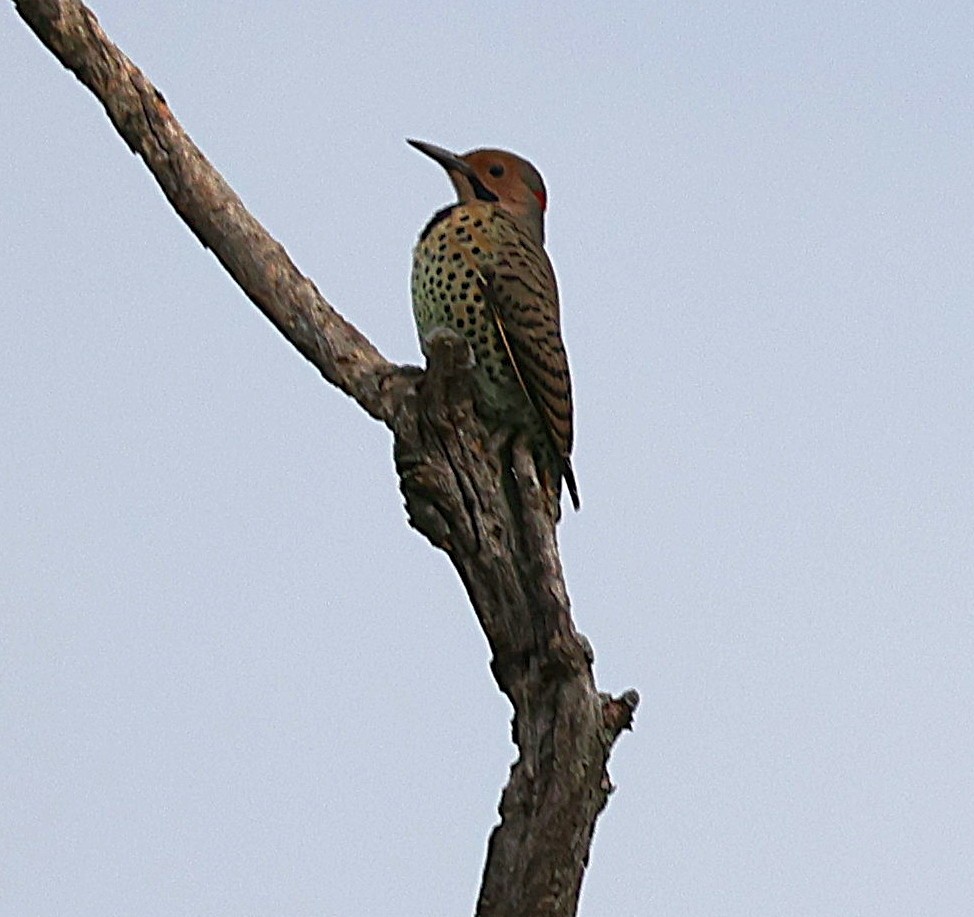 Northern Flicker - ML642016740