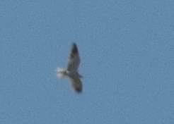Black-winged Kite - ML642016744