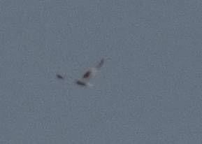Black-winged Kite - ML642016745