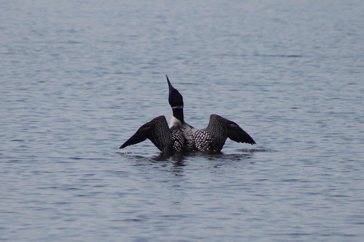 Common Loon - ML642016746