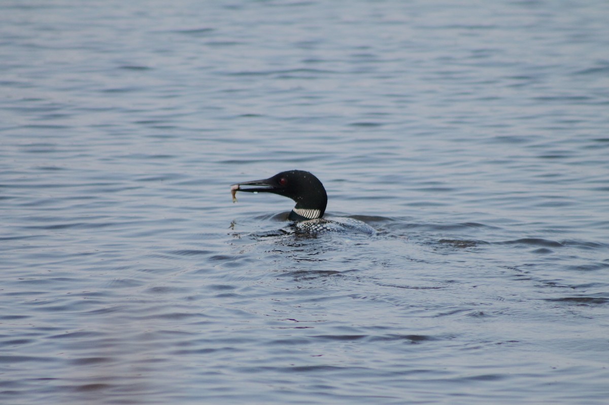 Common Loon - ML642016747