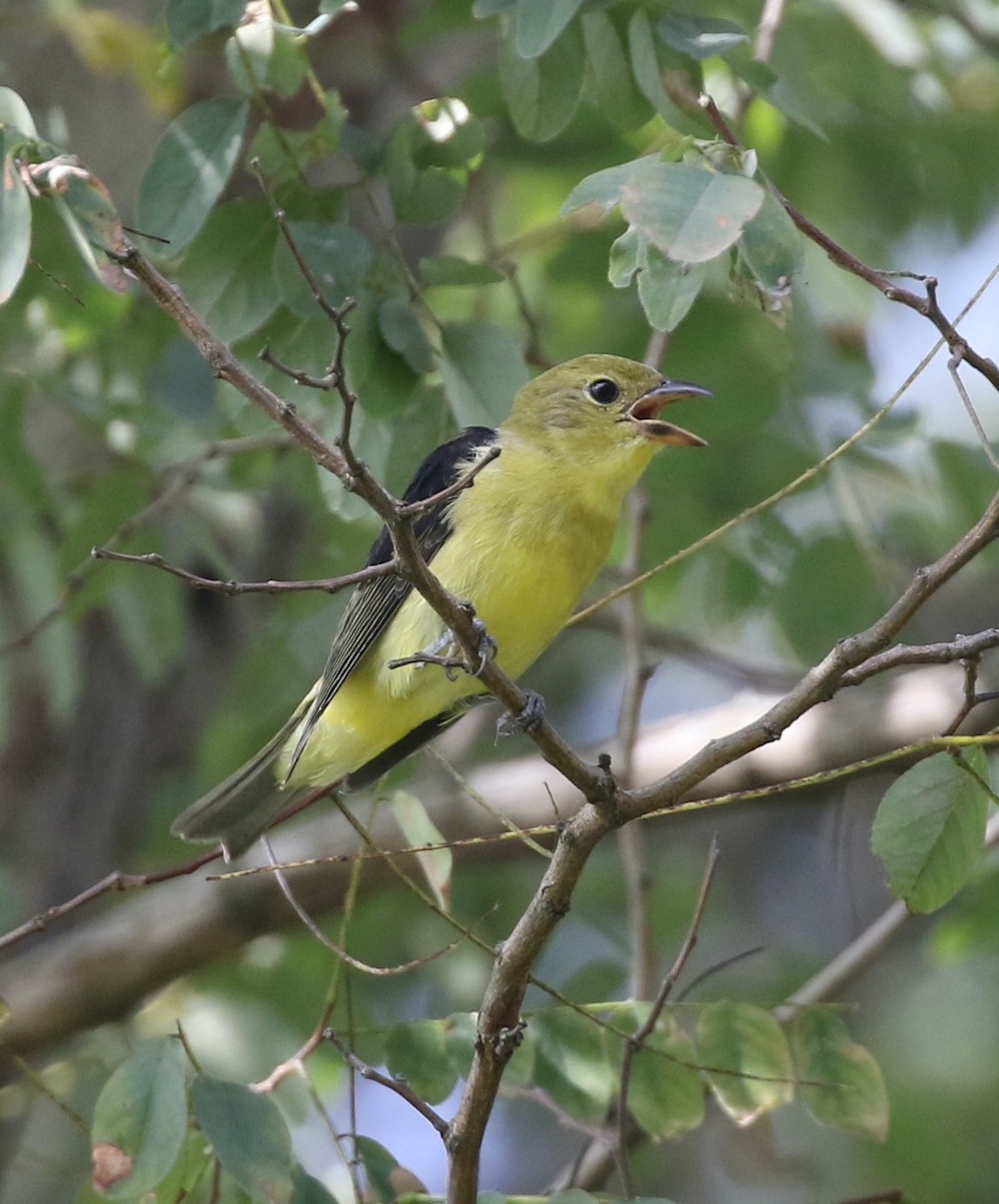 Scarlet Tanager - ML642016748