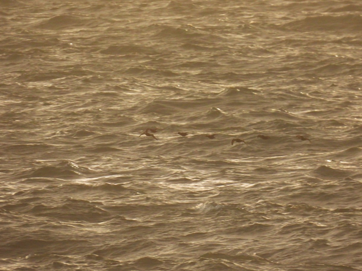 Common Scoter - ML642016749