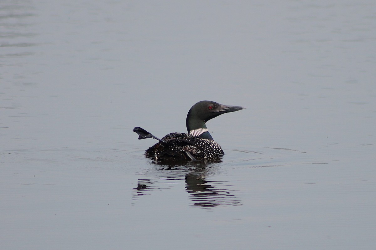 Common Loon - ML642016751