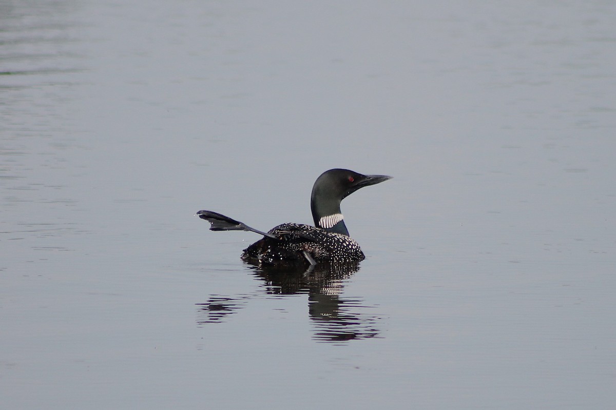 Common Loon - ML642016752