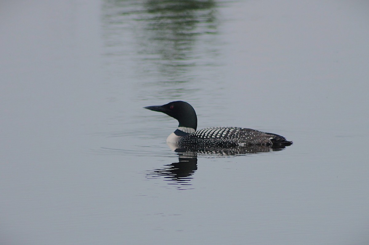 Common Loon - ML642016754